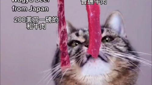 娱乐吃瓜酱小猫睡在哪里,揭秘萌宠的温馨睡眠角落