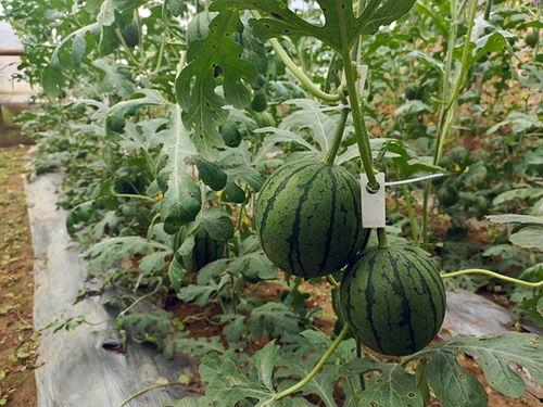 五一吃瓜群众网页版,揭秘热门事件背后的真相与笑料